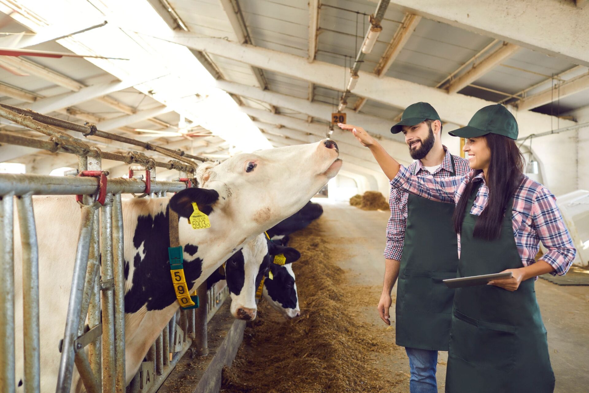 Eclairage dans les laiteries et fermes