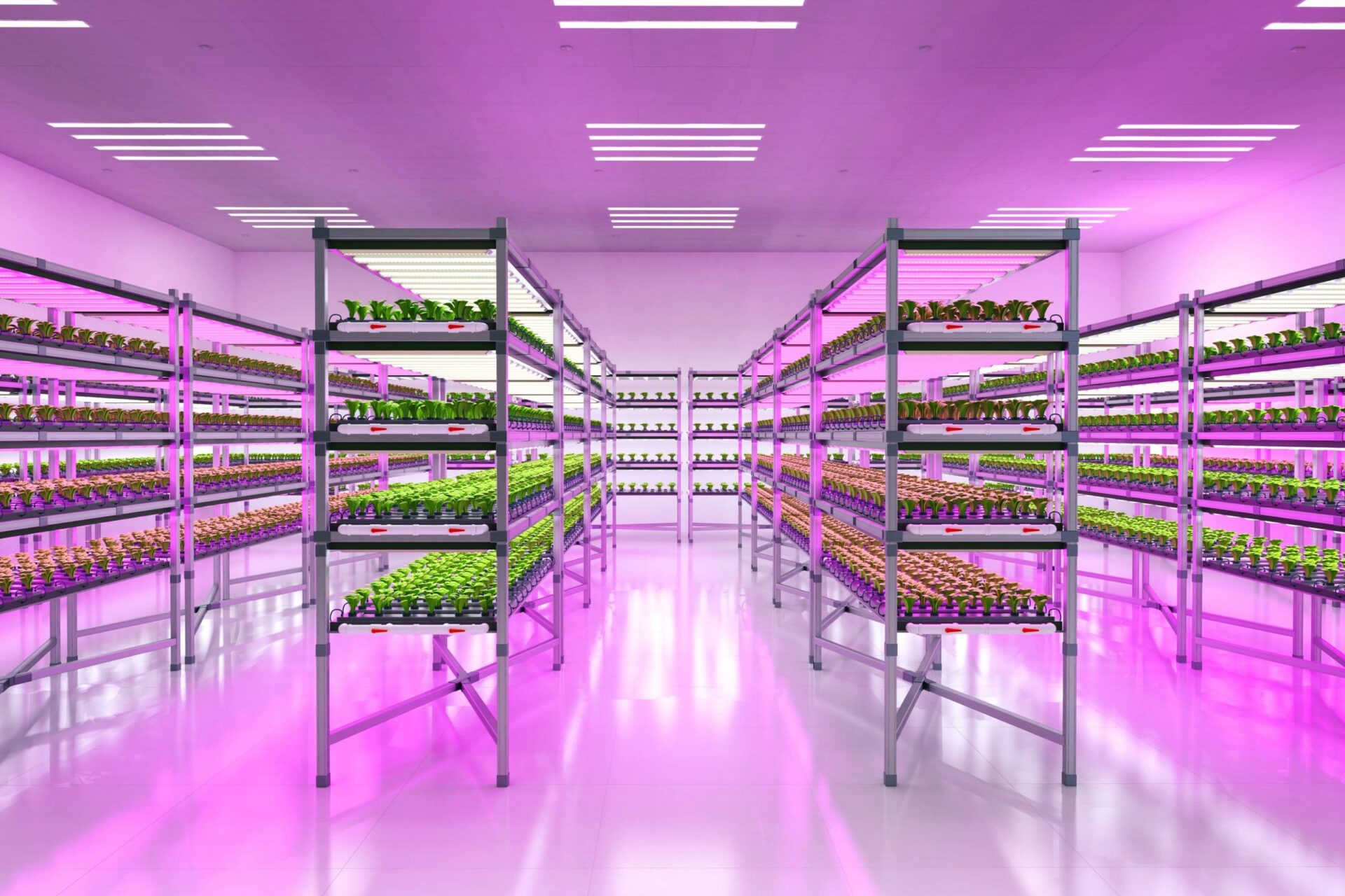 système de ferme d'intérieur plantes élevées sur des étagères croissance avec éclairage led