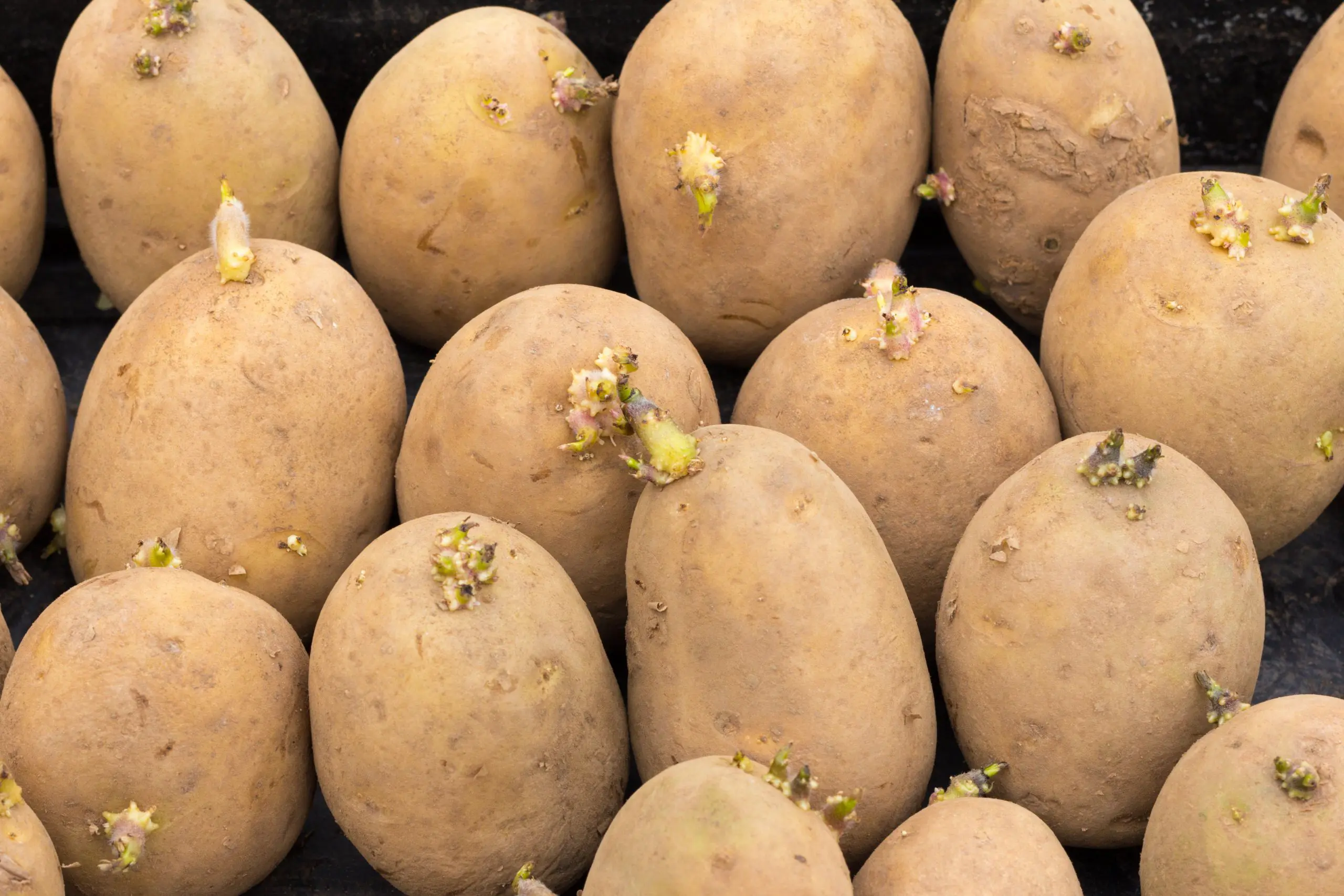 Potato chitting