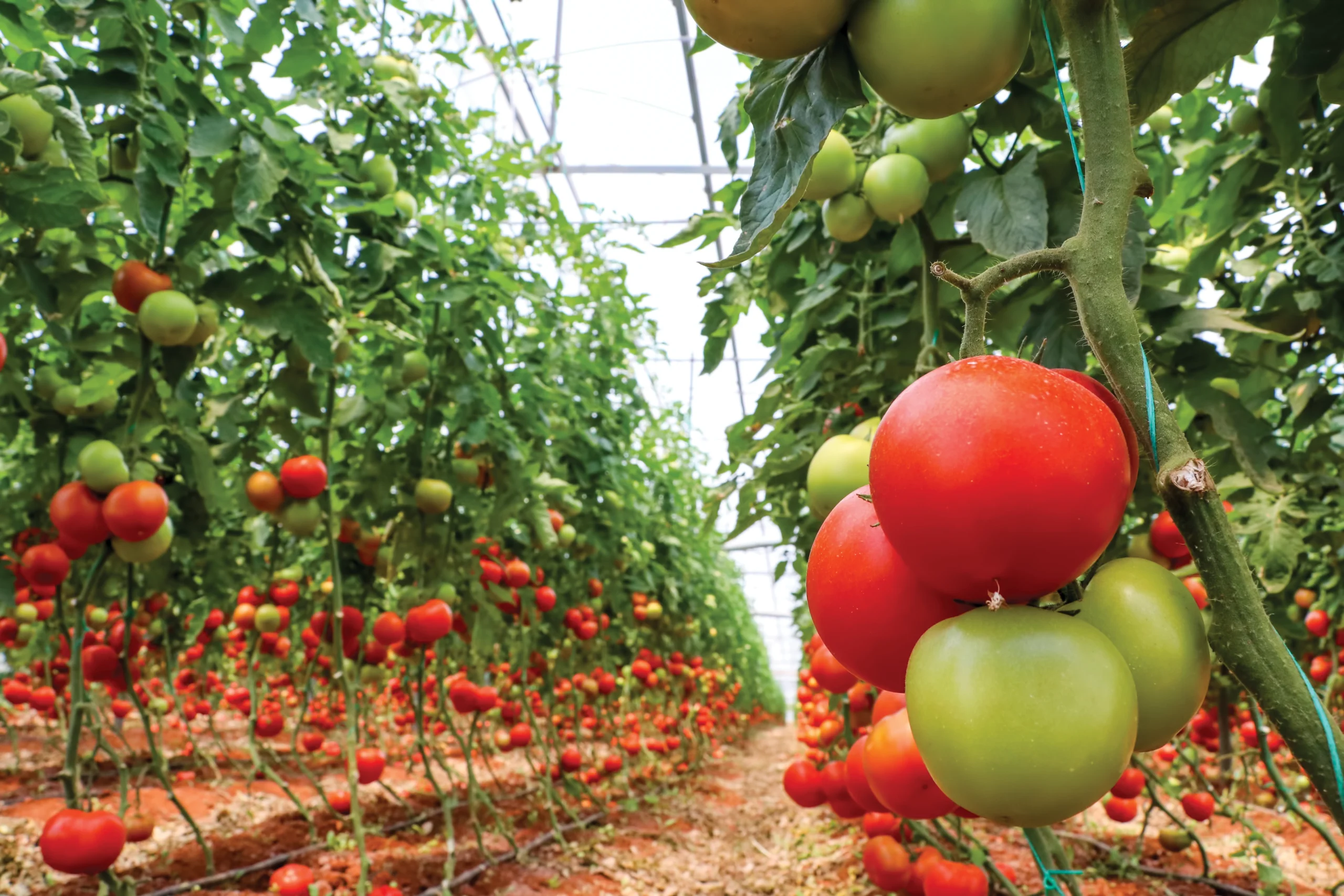 Rows of tomato plants growing in a greenhouse with clusters of ripe red and unripe green tomatoes hanging from vines.