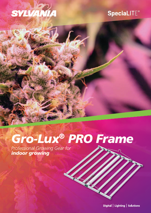 Close-up of a cannabis plant bud under pink-purple grow lights, alongside a Sylvania Gro-Lux PRO Frame indoor LED lighting system product image.